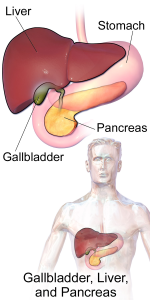 Blausen_0428_Gallbladder-Liver-Pancreas_Location